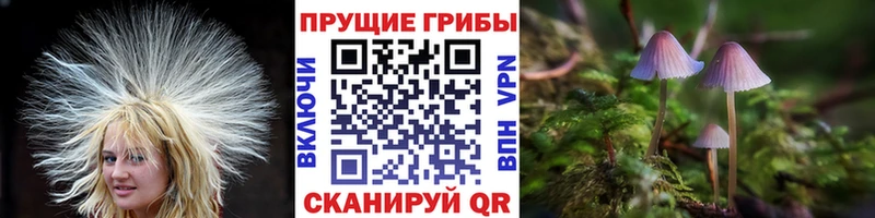 Псилоцибиновые грибы Cubensis Кадников